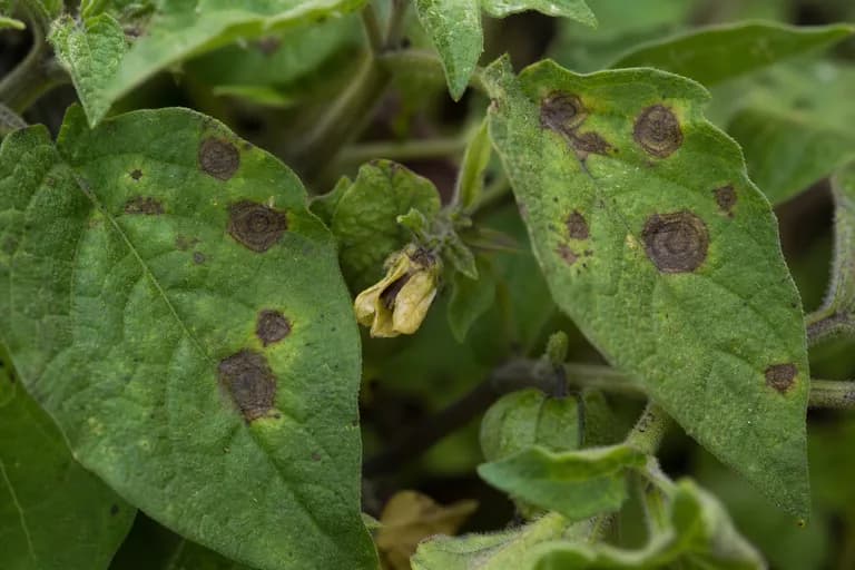 Alternaria-Blattfleckenkrankheit