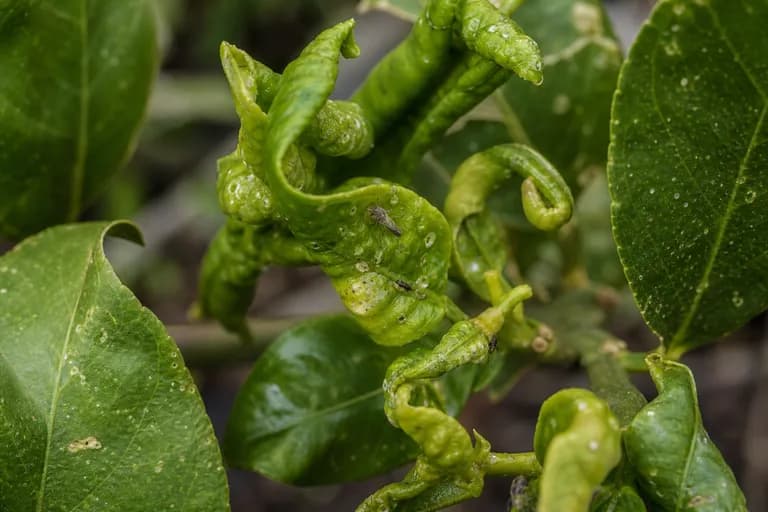 Asian Citrus Psyllid
