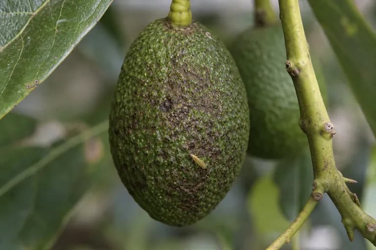 Trips del Aguacate
