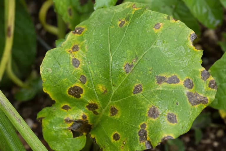 Bacterial Leaf Spot