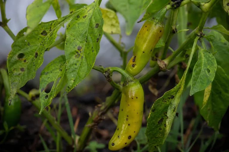Mancha bacteriana