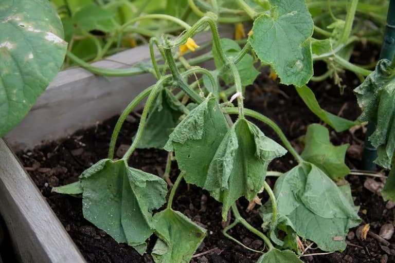 Bacterial Wilt