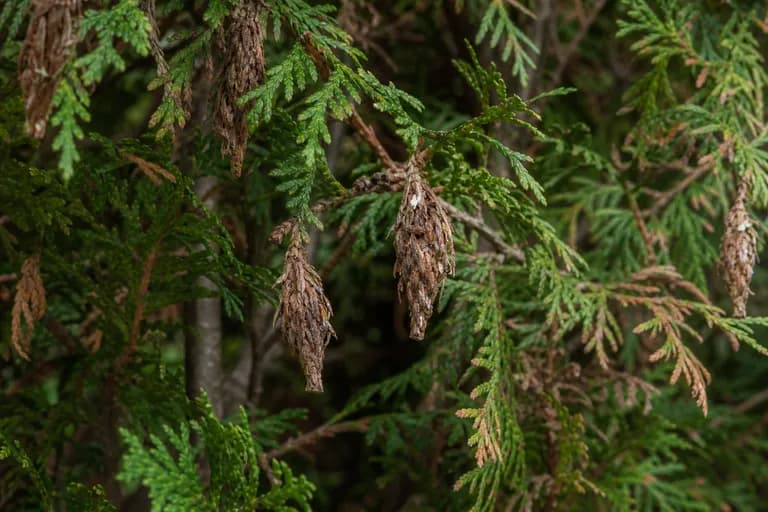 Gusanos de Bolsa (Bagworms)