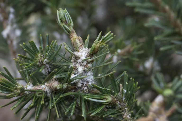 Balsam Woolly Adelgid