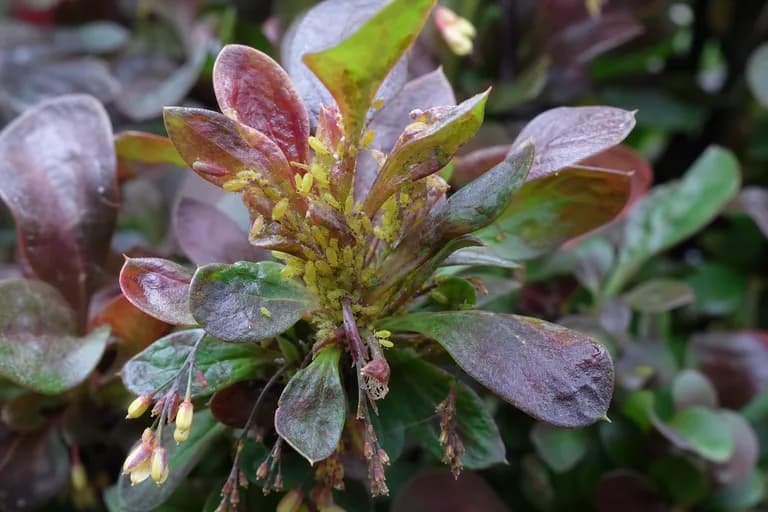 Barberry Aphid