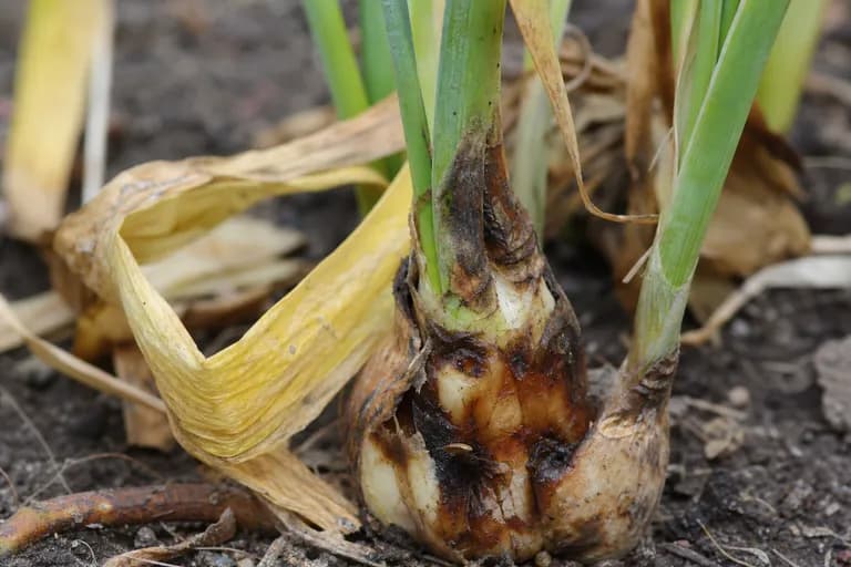 Zwiebelfäule (Fusarium)
