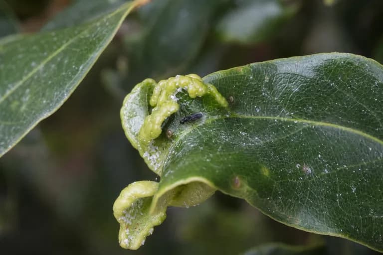 Psila del laurel (Trioza alacris)