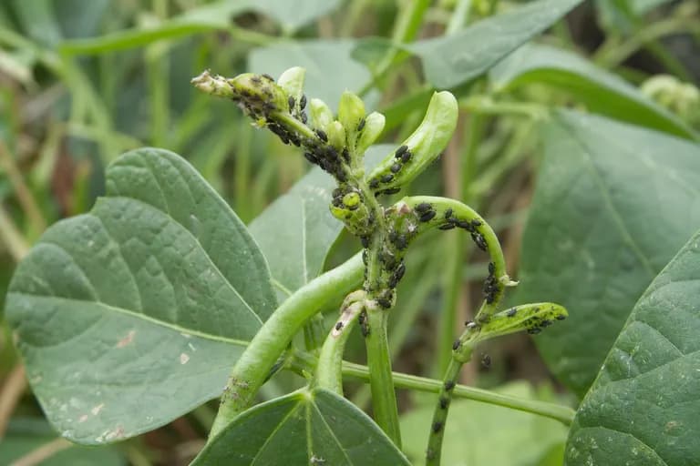 Pulgones (Aphis craccivora)