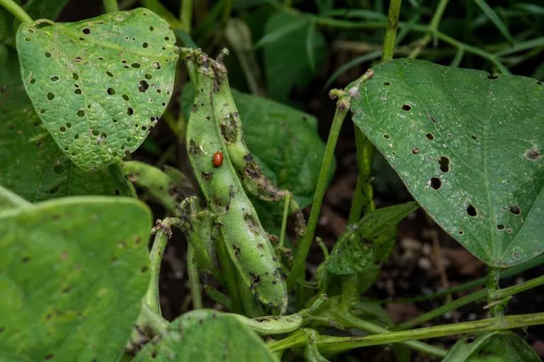 Roya de la judía (Uromyces appendiculatus)