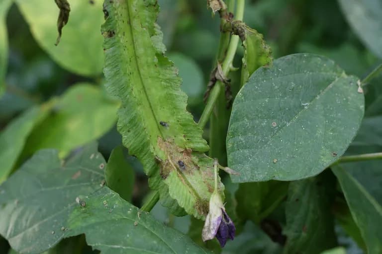 Mancha foliar por Cercospora