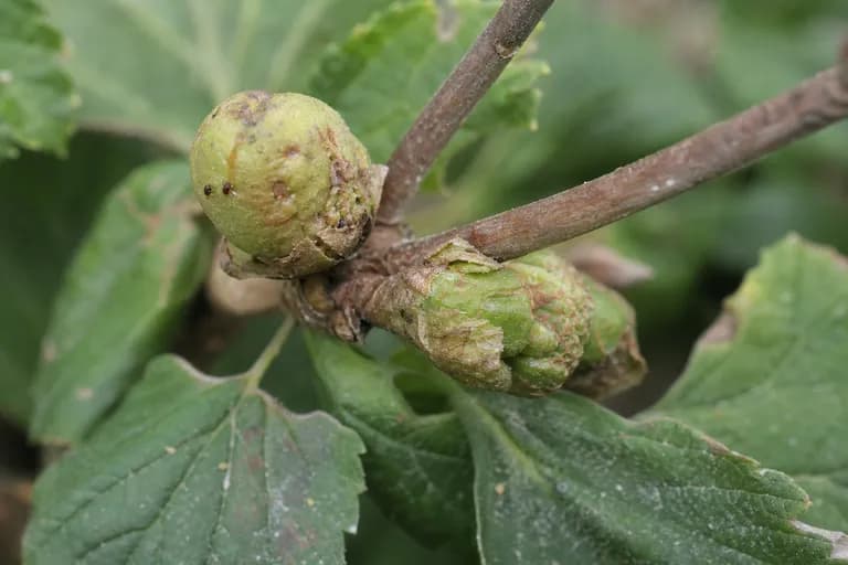 Große Knospenmilbe
