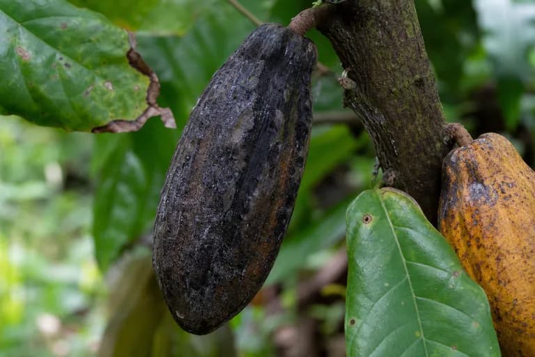 Podredumbre negra de la vaina