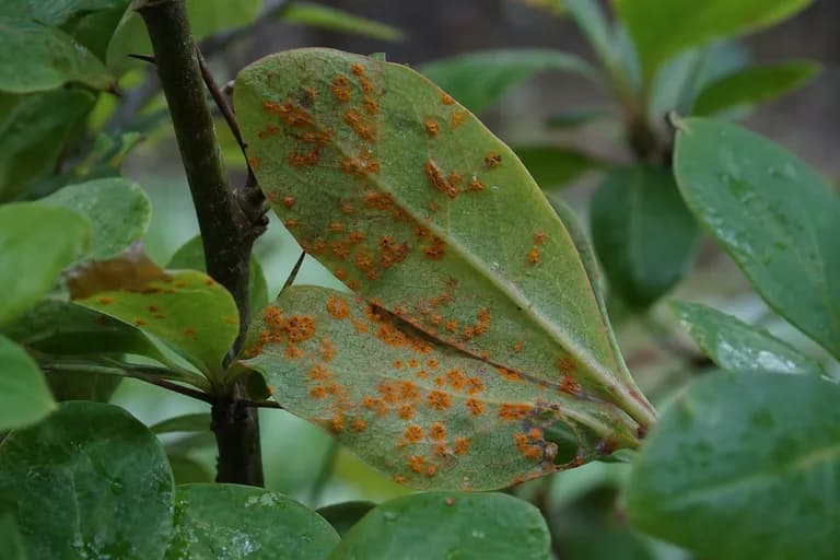 Black Stem Rust of Wheat