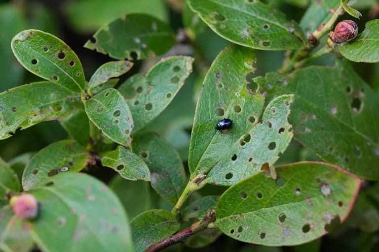 Escarabajo pulga del arándano