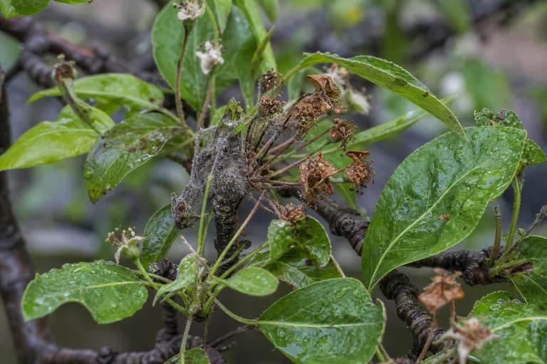 Botrytis-Blütenfäule