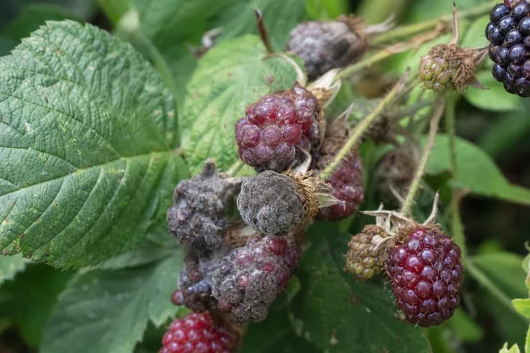 Botrytis Fruit Rot