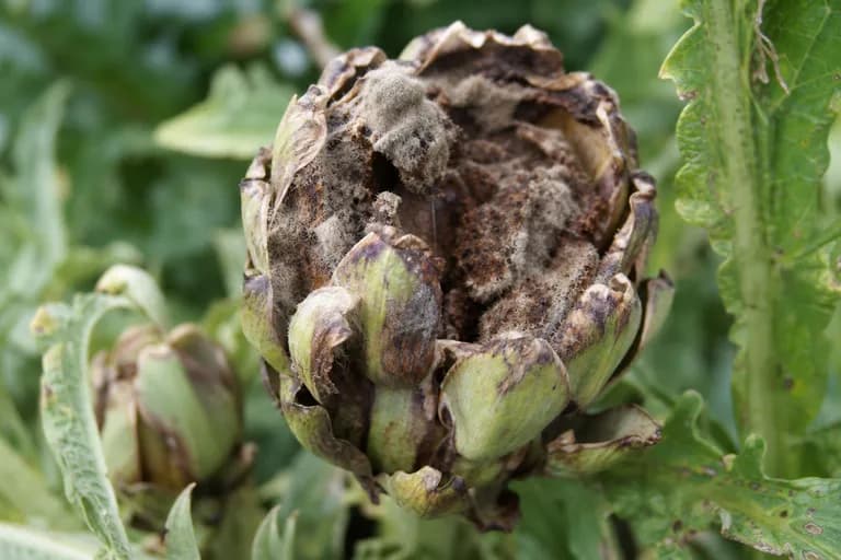 Botrytis (Gray Mold)