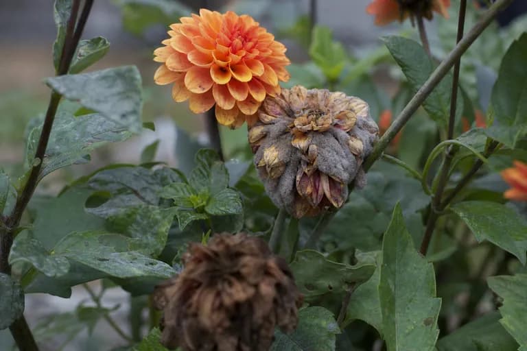 Botrytis (Grey Mold)