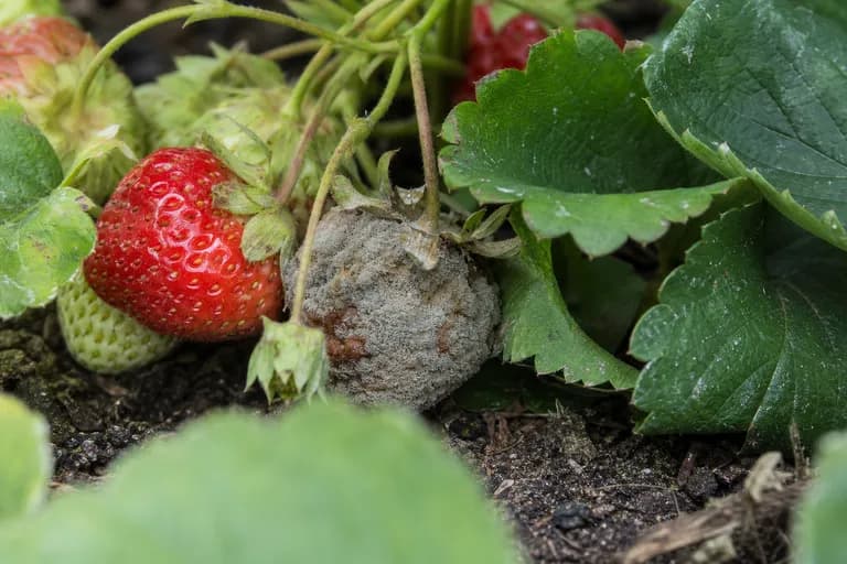 Botrytis