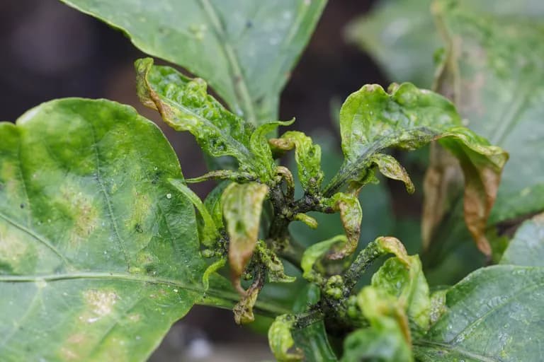 Pulgón verde del pimiento