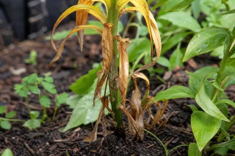 Bulb Rot