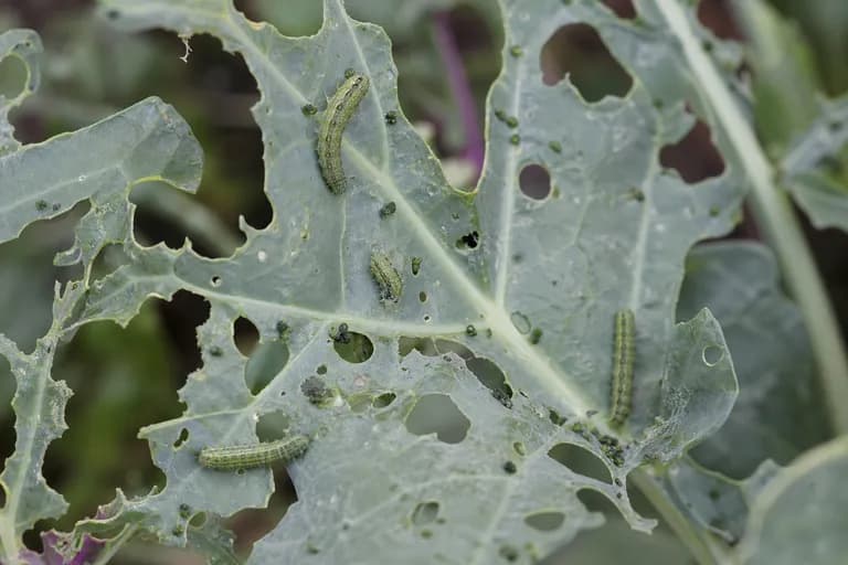 Cabbage Worm (Imported Cabbageworm)