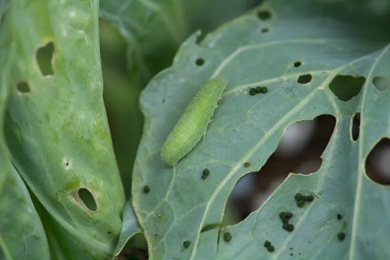 Cabbage Worms