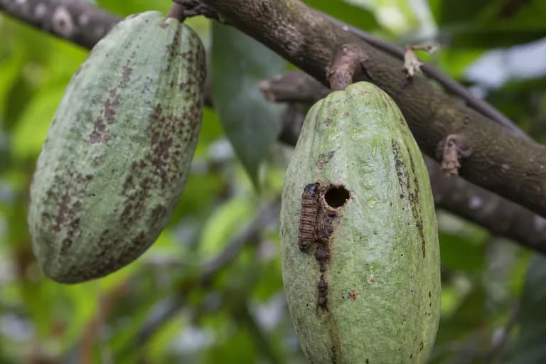 Barrenador de la vaina del cacao