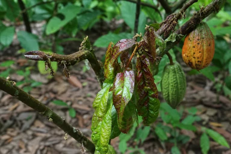 Virus del brote hinchado del cacao