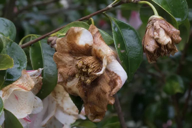 Tizón de los Pétalos de la Camelia