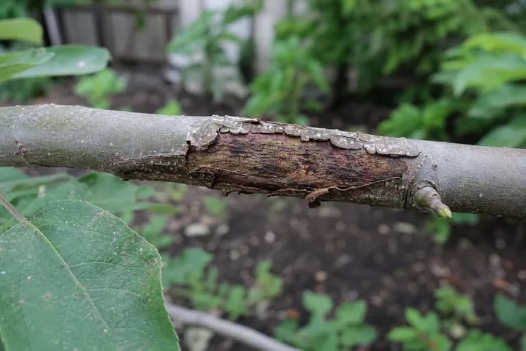 Canker Diseases