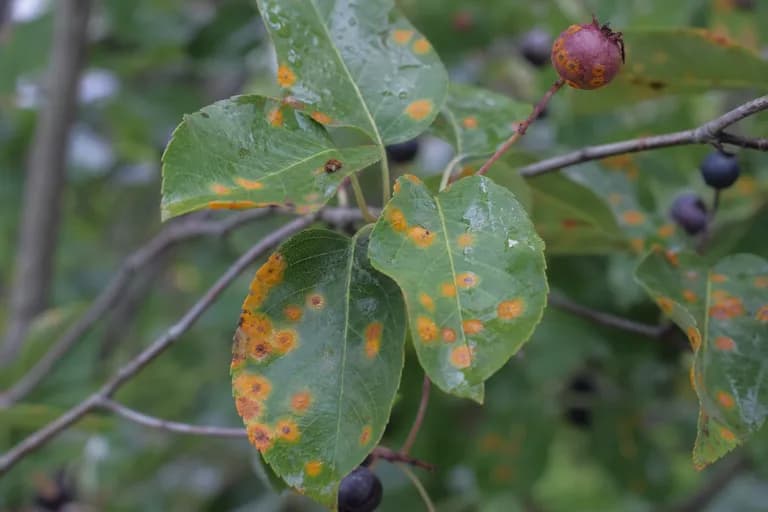 Cedar-Serviceberry Rust