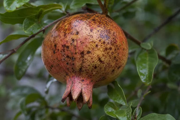 Mancha del Fruto por Cercospora