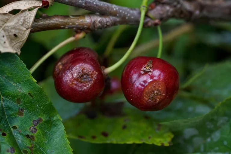 Kirschfruchtfliege
