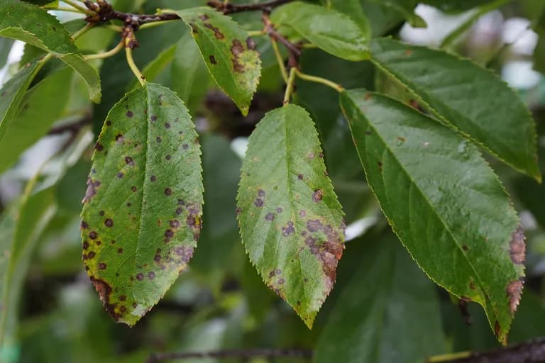 Mancha foliar del cerezo