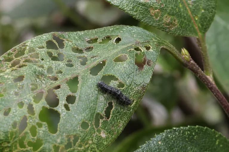Larva de la mosca sierra del cerezo