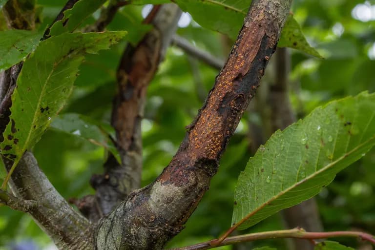 Chestnut Blight