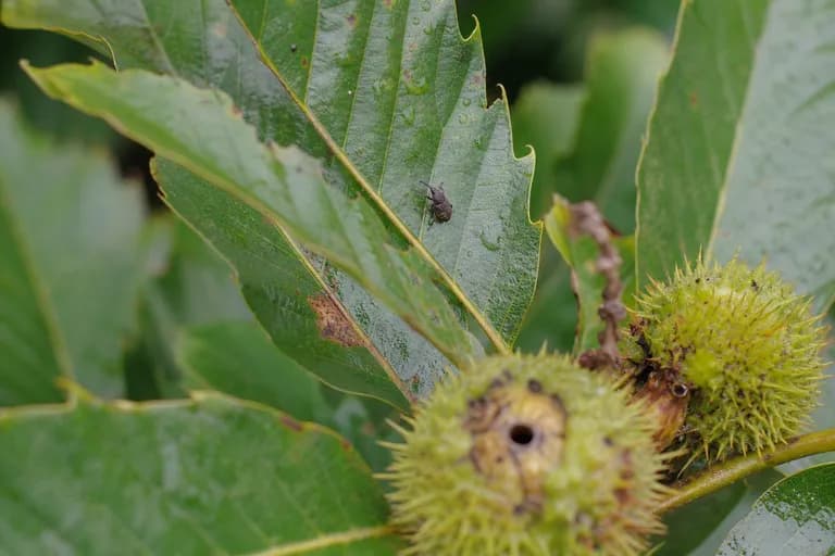 Chestnut Weevil
