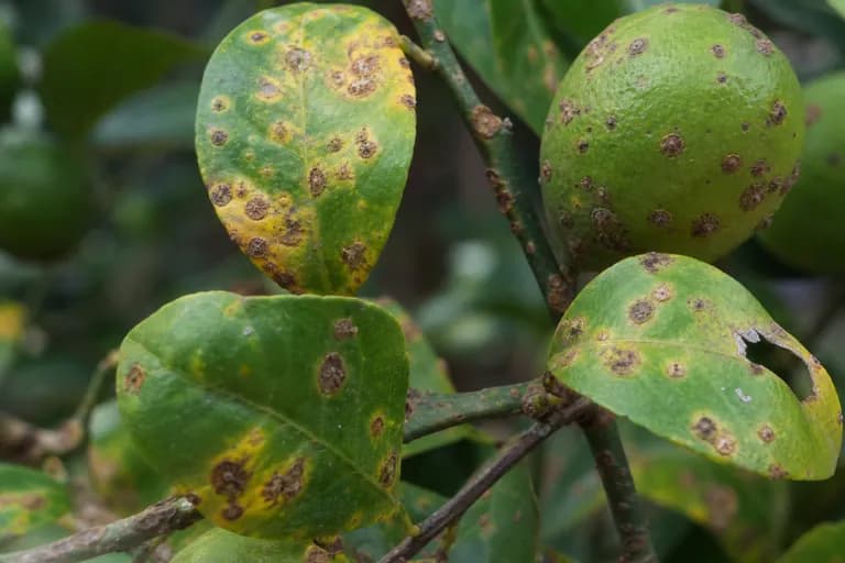 Citrus Canker