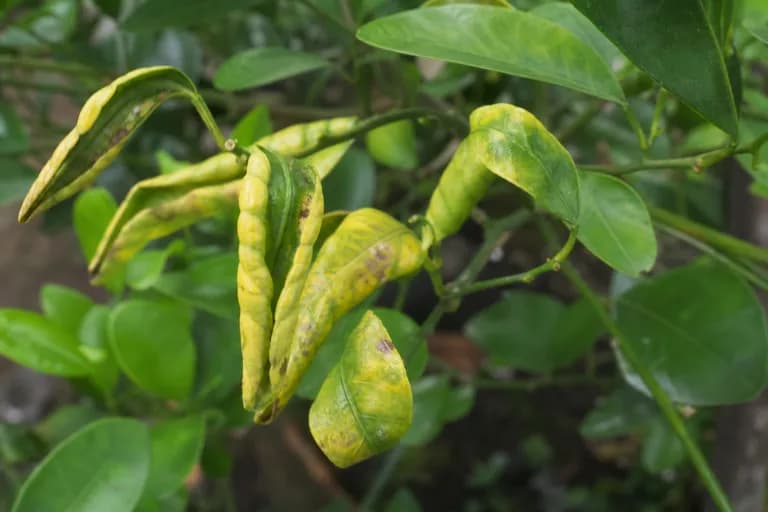 Citrus Leaf Curl