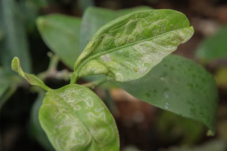 Citrus Leafminer
