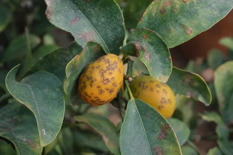 Citrus Melanose