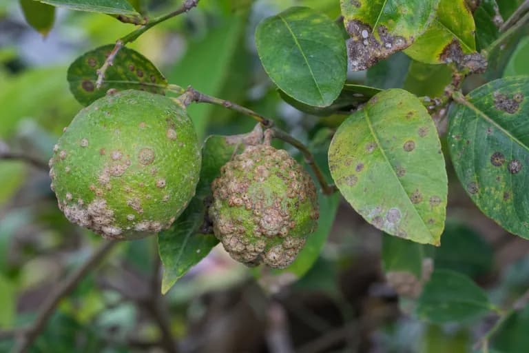 Citrus Scab