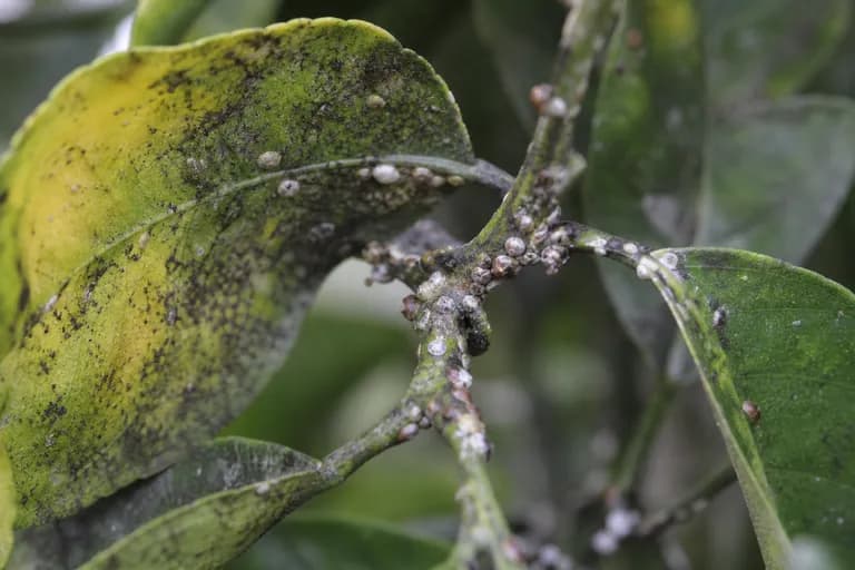 Cochinilla de los cítricos