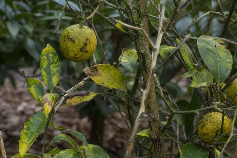 Citrus Tristeza Virus