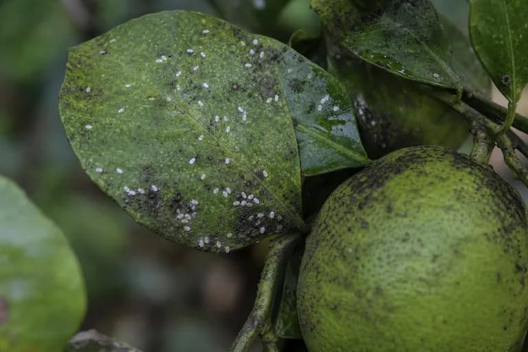 Citrus Whitefly