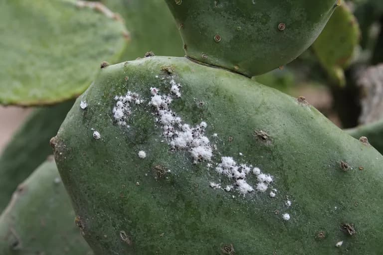 Cochinilla del carmín (Dactylopius coccus)
