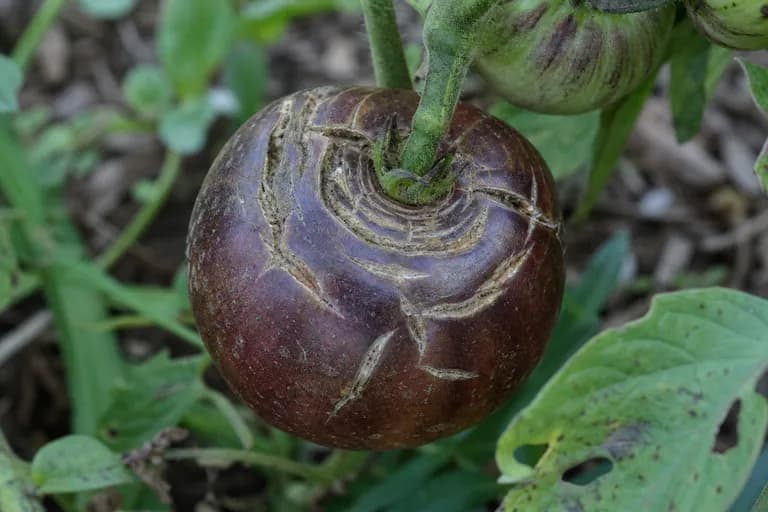 Virus del mosaico del tomate (TMV)
