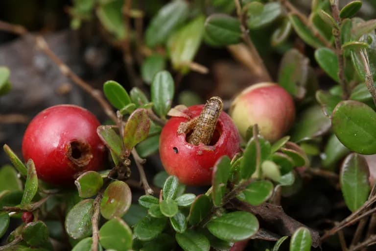 Gusano del fruto del arándano rojo