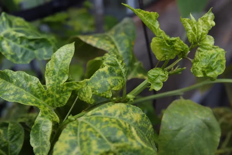 Virus del mosaico del pepino